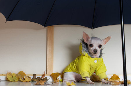 A small adorable Chihuahua dog is sitting under a large open umbrella with a yellow jacket and looking carefully at the camera. The dog is going for a walk in autumn rainy weather.の写真素材