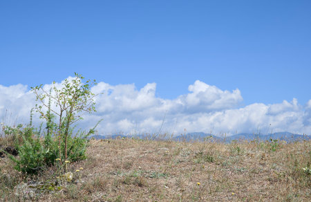 A small green bush grows on rocky ground and against airy white clouds in the blue summer sky.の写真素材