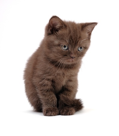 kittenの写真素材