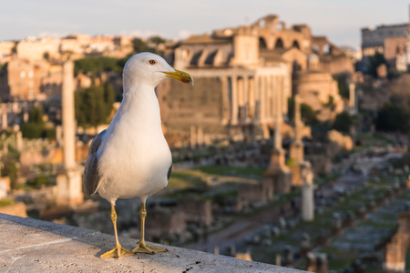 Seagull sitting at background of Roman ruinsの写真素材