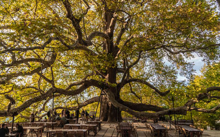 Turkey, Bursa, September 2021 - Side view of Inkaya Tarihi Cinar. It is a six-century-old tree.のeditorial素材