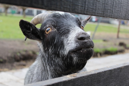 goatの写真素材