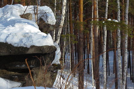 forestの写真素材