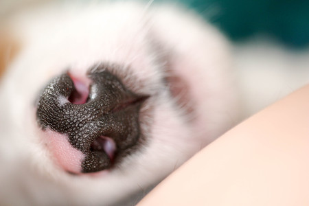 noseの写真素材