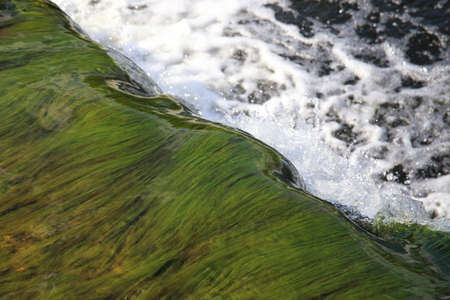 Background with running water and green algae on waterfall. High quality photo