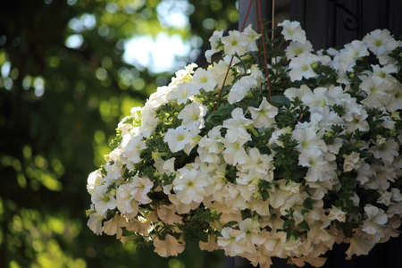 White Petunia flowers in the sun. High quality photoの写真素材