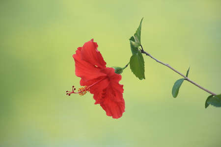 Macro flower of red Hibiscus on green background. High quality photoの写真素材