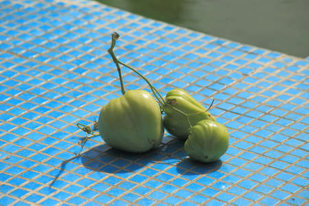 Tree green unripe tomatoes on a turquoise background. High quality photo