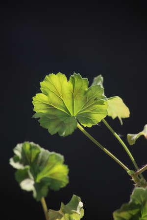 Geranium leaf in the sunlight on a dark background. High quality photoの写真素材