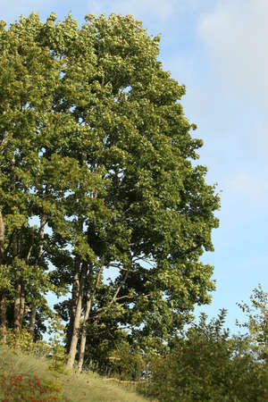 A beautiful tree on the slope. High quality photo