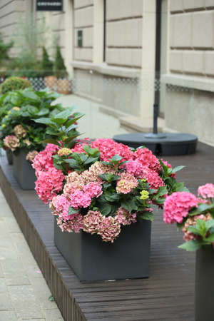 Background of pink Hydrangea in a black box. High quality photoの写真素材