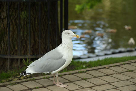 A gull with blue eyes and a yellow beak. High quality photoの写真素材