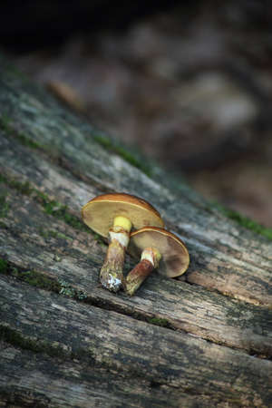 Two mushrooms oilcan are lying on an old mossy tree. Forest edible mushrooms. High quality photoの写真素材