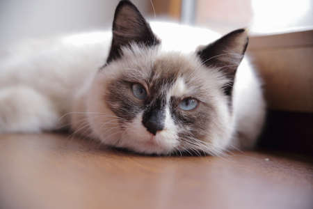Thai blue-eyed cat lies on the windowsill. High quality photoの写真素材