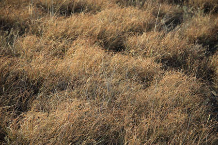 Background of dry grass on a mountain slope. High quality photo