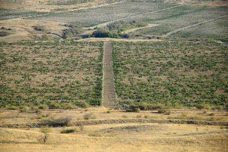 Mountain grape plantation ion the southern slope. High quality photo