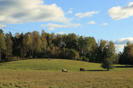 Beautiful European landscape with cows grazing in a meadow. High quality photoの写真素材