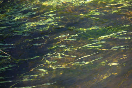 River green algae at bottom seen through the clear water of lake in Venta river, Kuldiga, Latvia....