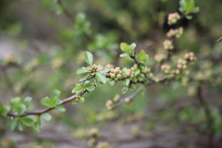 The beginning of quince flowering. High quality photo