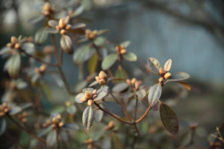 Rhododendron before flowering. Spring flowers. High quality photo