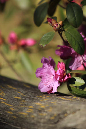 Beautiful Pink rhododendron an evergreen shrub. The flower is light purple in color. High quality photoの写真素材