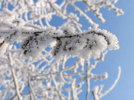 A snow-covered tree branch on the background of a pattern of small snow-covered twigs and blue sky....