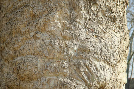 Texture from the bark of an ancient sycamore tree. High quality photo