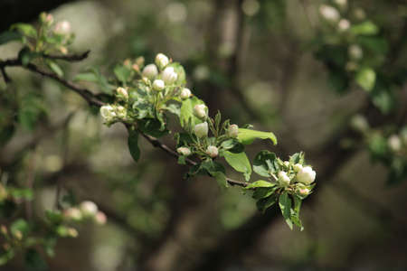 White-pink flowers of an apple tree.Blooming fruit tree in the spring garden. White and pink flowers...