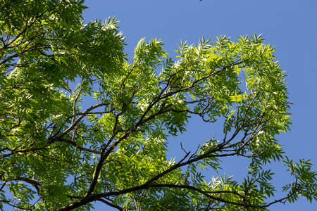 Tree branches in sun lighting on blue sky background. High quality photo