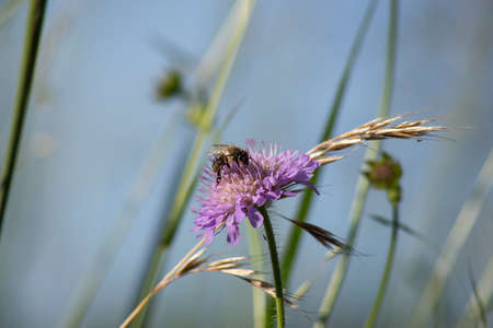Purple wildflower and the bee on blue sky background in nature macro close up, working bee....