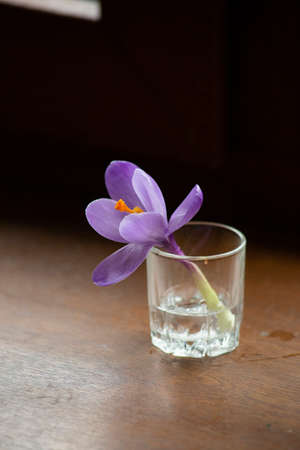 Purple Crocus flower in a cup. High quality photo
