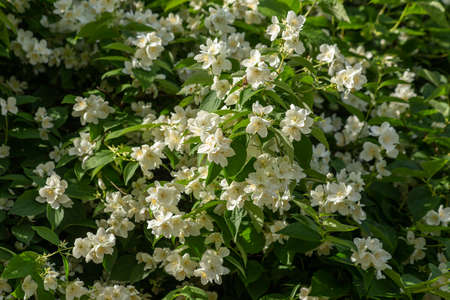 Floral background of white flowers and green leaves of a jasmine bush. high quality photoの写真素材
