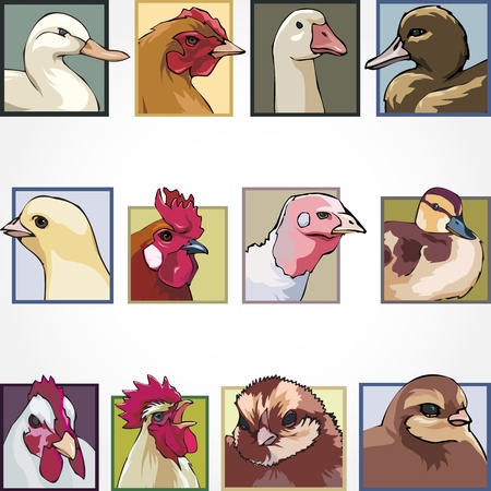 birds on a farmのイラスト素材