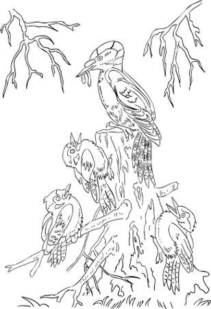 coloring book for children - woodpecker with chicksのイラスト素材