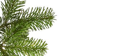 Fir branches isolated on white background