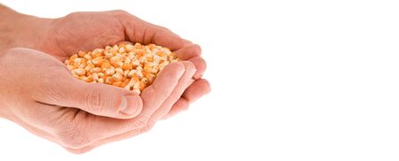 Handful of golden maizeの写真素材