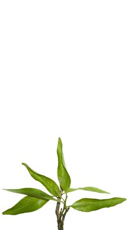 Twig of mandarin tree with green leavesの写真素材