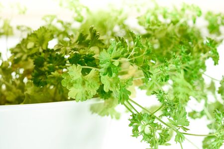 Fresh parsley on white backgroundの写真素材