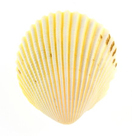 Empty sea shell isolated on white background