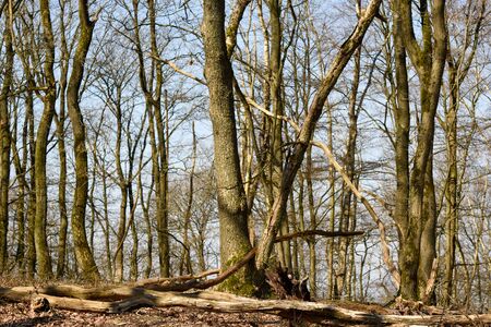 Spring forest landscape
