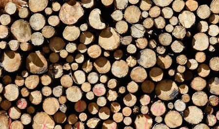 Log of sawn trees