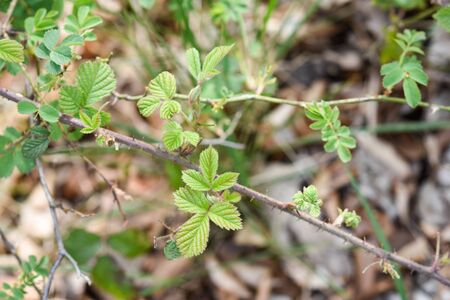 Leaves of strawberry plant in the forest