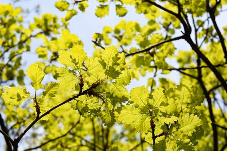 Springtime, new and fresh green leaves of oakの写真素材