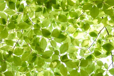 Springtime, new and fresh green leaves of beech tree