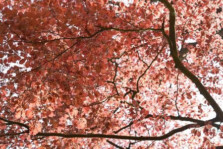 Red beech treeの写真素材
