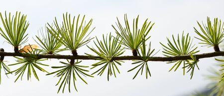 Springtime in the forest branch of larch tree