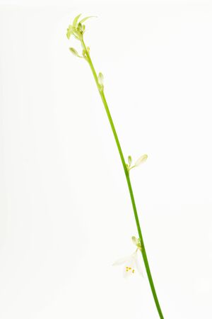 Petal plant on white backgroundの写真素材