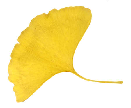 ginkgo biloba leaf isolated on white backgroundの写真素材