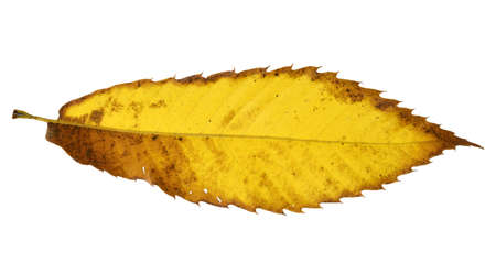 Autumn leaf isolated on white backgroundの写真素材