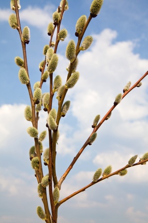 Willow treeの写真素材